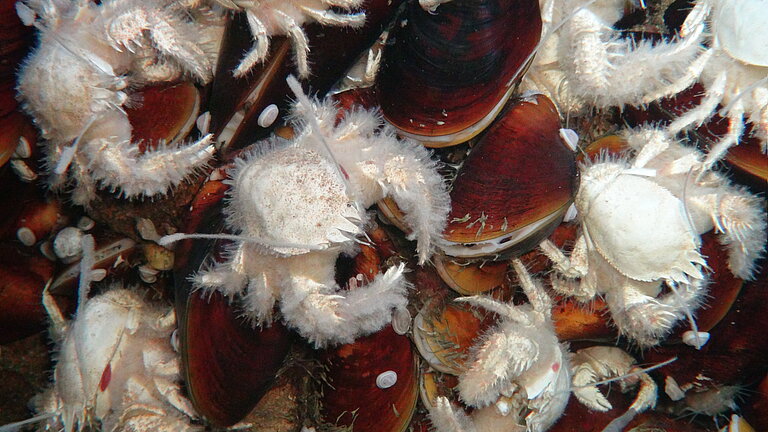 Wollige weiße Krabben auf dunkelroten Muscheln