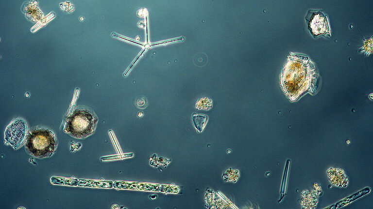 Aufnahmen von Planktonarten