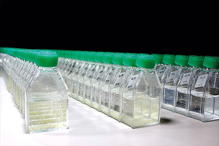 Aufwärmtraining: In diesen kleinen Flaschen hältert die Arbeitsgrupppe Stammkulturen verschiedener Genotypen der beiden untersuchten Arten. Foto: Andreas Villwock, GEOMAR