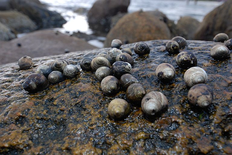 Strandschnecken auf einem Stein