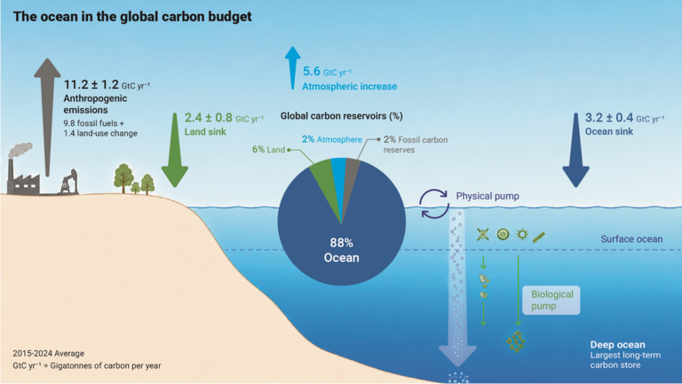 The diagram shows a stylised cross-section of land and water in a coastal area; it illustrates, in schematic form, where and how carbon is absorbed by the ocean.