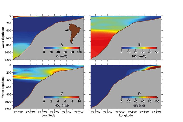 Vertical and horizontal distribution of oxygen, nitrogen compounds and iron in seawater in the oxygen minimum zone off Peru. Decreasing concentrations of dissolved iron do not coincide with the occurrence of oxygen but with the increase of dissolved nitrogen compounds. Source: GEOMAR.