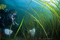 Divers take water samples in the seagrass meadow. Photo: Christian Howe.