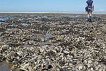 Die Pazifische Auster hat es geschafft - sie konnte sich im schleswig-holsteinischen Wattenmeer wie hier vor Sylt etablieren. Doch nicht jede Art, die über die Ozeane reist, kann ein neues Ökosystem für sich erobern. Welche Faktoren eine erfolgreiche Invasion begünstigen haben Meeresbiologen im Forschungs- und Studienprogramm GAME untersucht. Foto: Mark Lenz, IFM-GEOMAR