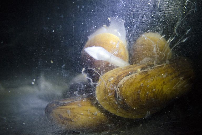 Several specimens of Bathymodiolus azoricus in the culture tanks at GEOMAR. Photo: Jan Steffen, GEOMAR