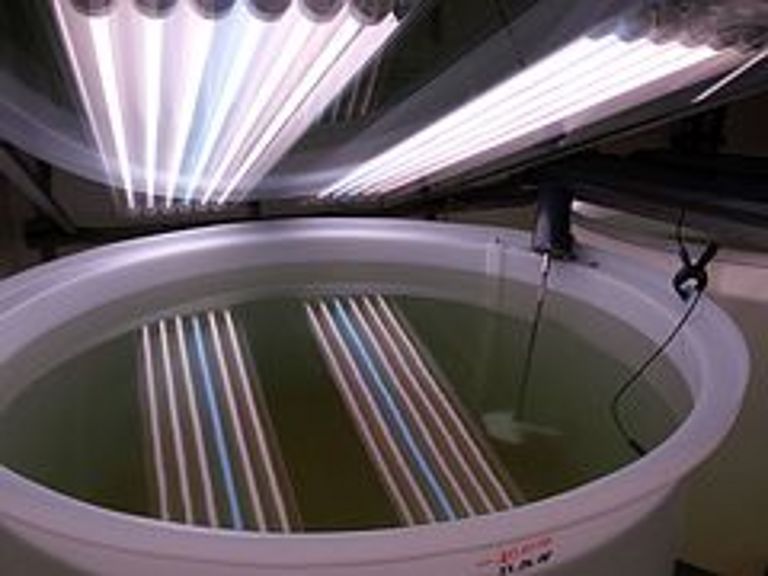 Die Kieler Indoor-Mesokosmen werden genutzt, um die Auswirkungen der globalen Erwärmung auf die Entwicklung von Planktonblüten zu untersuchen. Foto: A. Lewandoska, GEOMAR