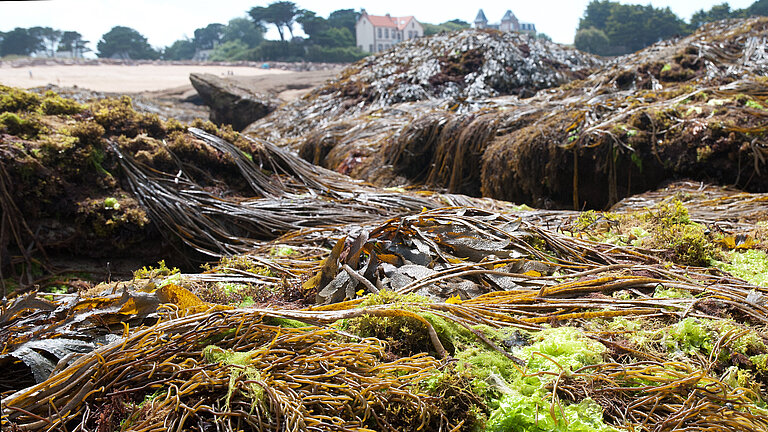 Algae in Brittany. 