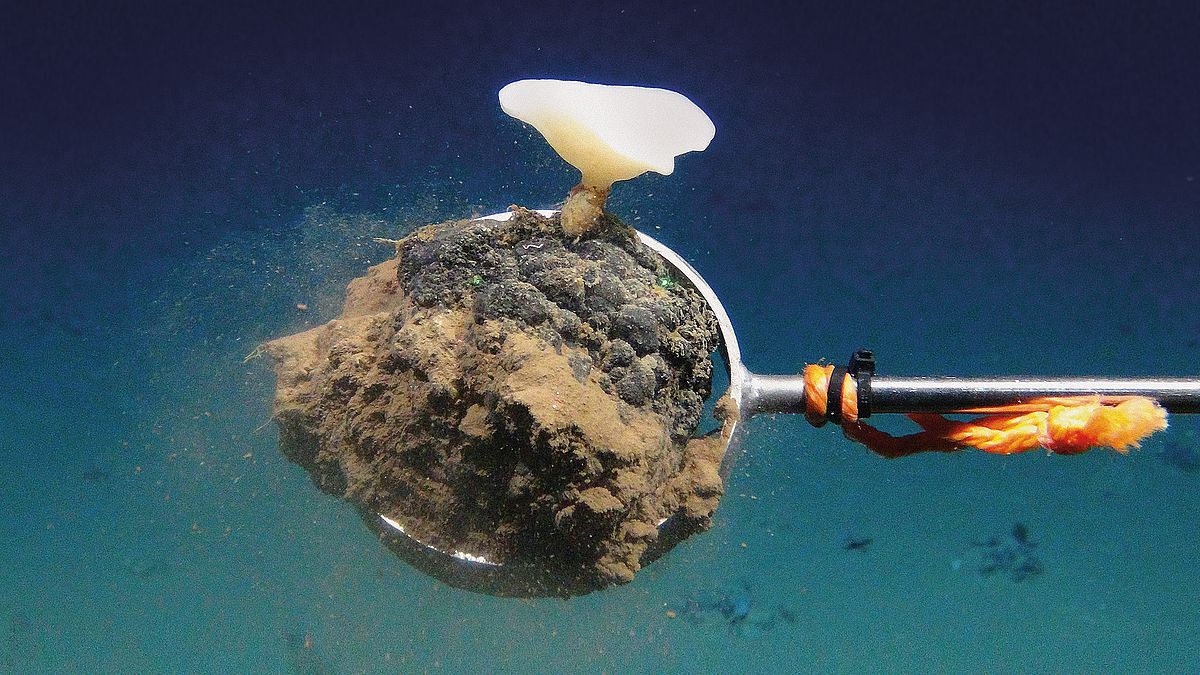 Der Tiefseeroboter ROV KIEL 6000 entnimmt während einer MiningImpact-Expedition mit einem Greifarm eine mit einem Schwamm bewachsene Manganknolle zur späteren Analyse im Labor.