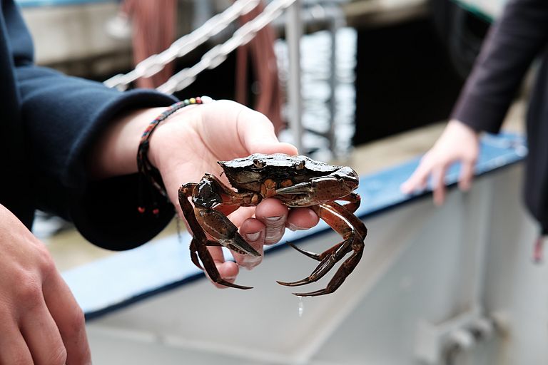 Woran erkennt man den Unterschied zwischen einer männlichen und einer weiblichen Krabbe? Auch das können Kids am Wochenende lernen. Foto: Jan Steffen/GEOMAR