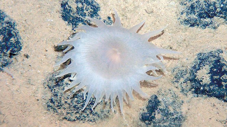 Life at manganese nodule habitats: sea anemone