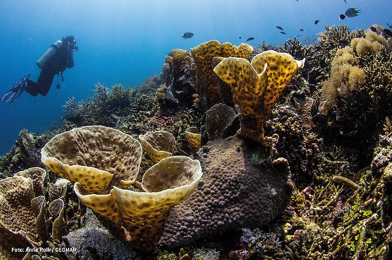 Korallen gehören zu den Nesseltieren und sind höhere Tiere mit ausdifferenziertem Gewebe und einem radialsymmetrischen Körper. Nesseltiere treten in zwei Erscheinungsformen, als Polyp und als Meduse, auf. Medusen – besser bekannt unter dem Begriff Quallen – kennen wir von unseren heimischen Stränden. Korallen sind Polypen, die sich mit einer Art Bodenplatte zeitlebens an Substraten verankern, wo sie oft Kolonien bilden.