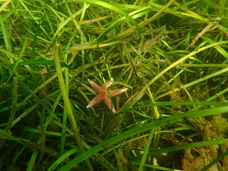Sea star in seagrass meadow in Kiel Fjord, German Baltic Sea. Photo: Tadhg O Corcora.