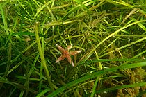 Seagrass and starfish