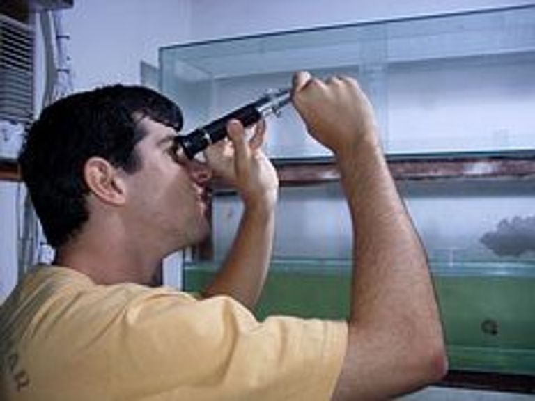 Der Brasilianer Eduardo de Almeida Xavier untersuchte in Niteroi, Brasilien, die Stresstoleranz der einheimischen Miesmuschel Perna perna sowie der eingewanderten Muschel Isognomon bicolor. Die Ergebnisse seiner Arbeit flossen in die aktuelle Studie mit ein. Foto privat.