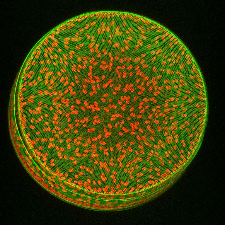 Confocal laser scanning micrograph showing the frustule (green) and the chloroplasts (red) of a diatom of the species Coscinodiscus wailesii. The length of the image edge corresponds to 300 µm. Photo: J. Michels, GEOMAR