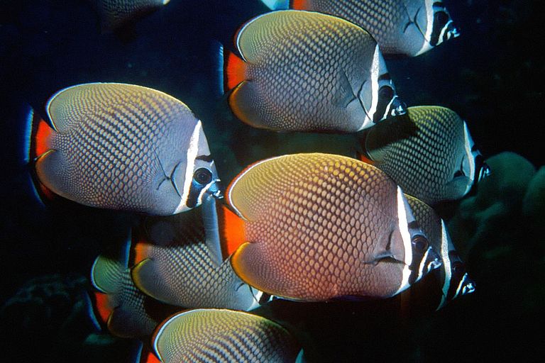 Halsband-Falterfisch (Chaetodon collare), Sabang, (Nangroe Aceh Darussalam, Indonesien). © Ramadian Bachtiar