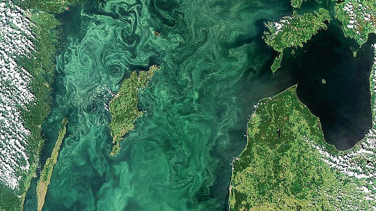 Satellite image of a blue-green algae bloom in the Baltic Sea.