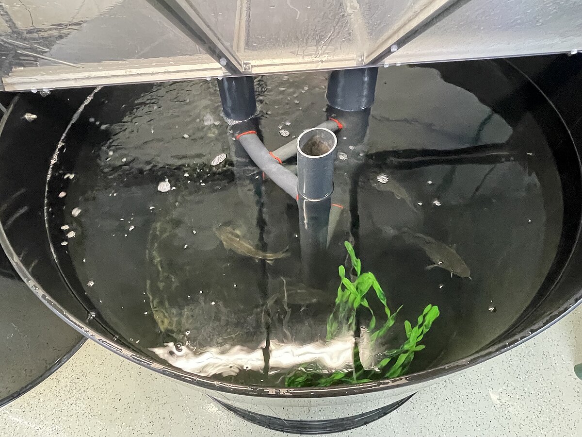 Fish of the soecies cod swimming in a big black tank