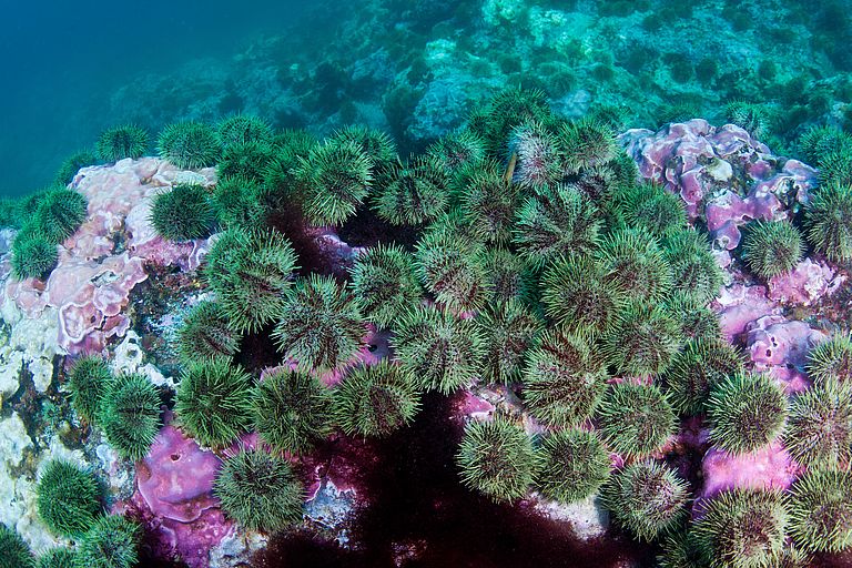 Massive reefs, built slowly by C. nereostratum. Photo: J. Tomoleoni/USGS