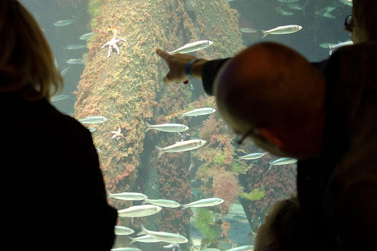 Auch die Schauräume des Aquariums sind während der Kieler Museumsnacht geöffnet. Foto: Jan Steffen, GEOMAR