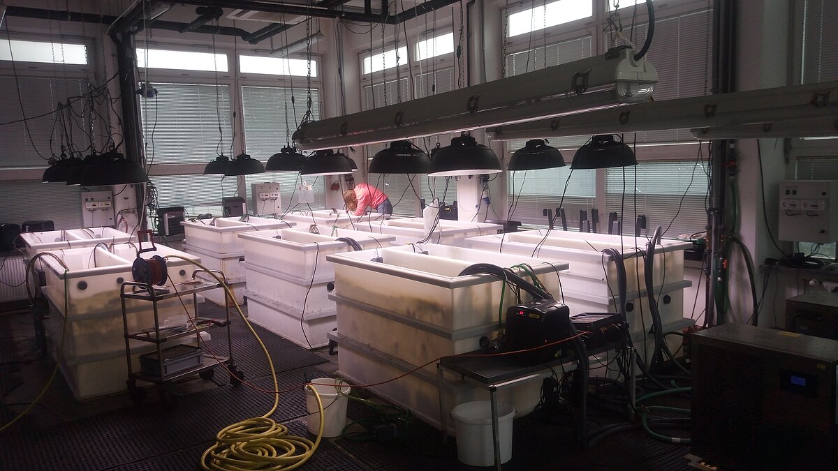 Seagrass culture in wave tanks