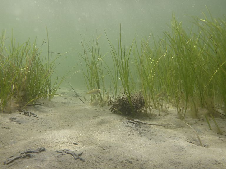 Blick in eine Seegraswiese in der Eckernförder Bucht. Foto: Jan Dierking, GEOMAR