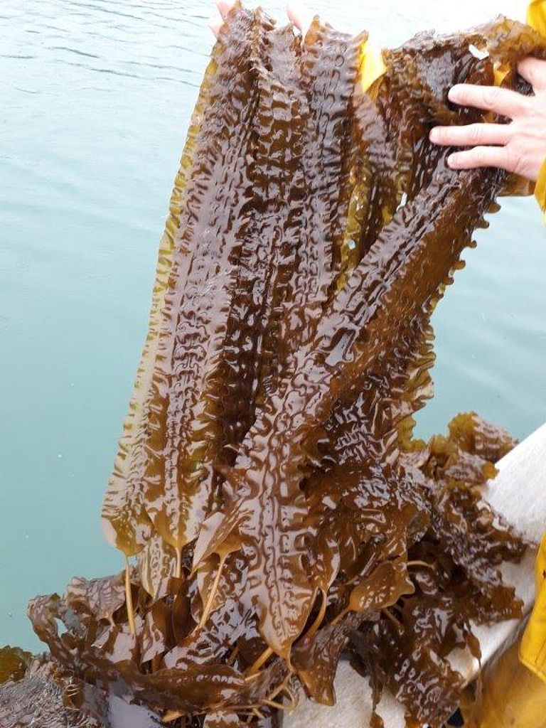 Die Zucht von Algen - hier Seetang - kann nicht nur Arbeitsplätze an Küsten schaffen, sondern auch helfen, belastete Ökosystem zu verbessern. Foto: Philippe Potin