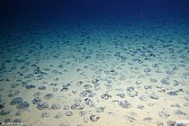 Um sie geht es: Manganknollen in der Clarion-Clipperton-Zone in mehr als 4000 Metern Wassertiefe. In wenigen Jahren könnten die ersten Staaten Abbaulizenzen für Manganknollen bei der Internationalen Meeresbodenbehörde ISA beantragen. Foto: ROV-Team/GEOMAR (CC BY 4.0)