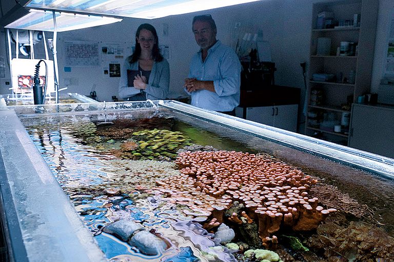 Die Arbeitsgruppe um den Geochemiker Prof. Dr. Anton Eisenhauer hat in den Räumen des GEOMAR ein künstliches Korallenriff etabliert. Foto: Jan Steffen / GEOMAR