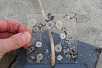 Auf einer Experimentierplatte lässt sich beobachten, wie die Seepocken auf extreme Umweltbedingungen, zum Beispiel Ozeanversauerung, reagieren. Foto: Christian Pansch, GEOMAR