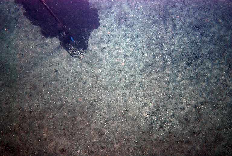 Bakterienmatten im Gotlandbecken, die anoxische Zonen kennzeichnen. Quelle GEOMAR.