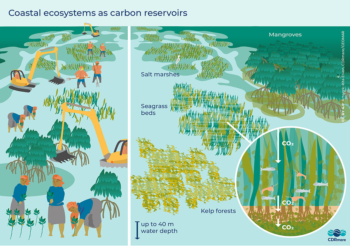 Coastal ecosystems as carbon reservoirs