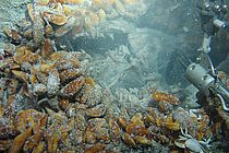 Mussels of the genus Bathymodiolus on a black smoker in the area of the Mid-Atlantic Ridge, photographed by the ROV KIEL 6000.