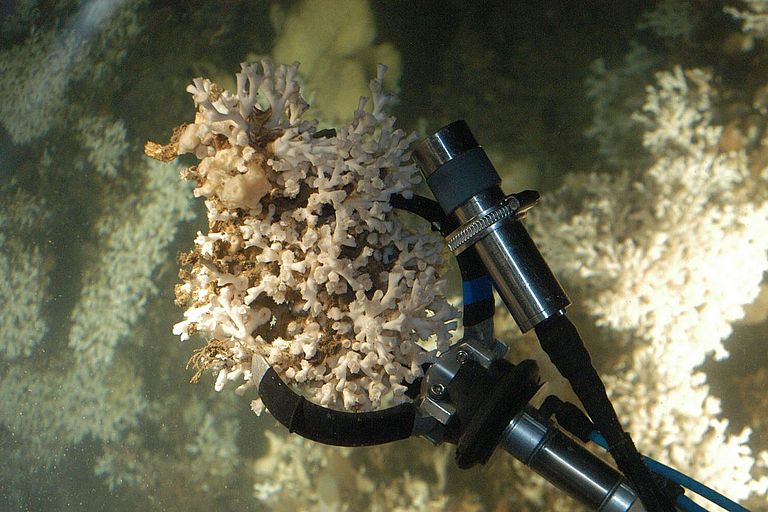 Cold water corals (Lophelia pertusa, is one of the species under pressure due to ocean acidification. Photo taken in the Oslofjord, Norway with the submersible JAGO. Photo: Karen Hissmann, IFM-GEOMAR