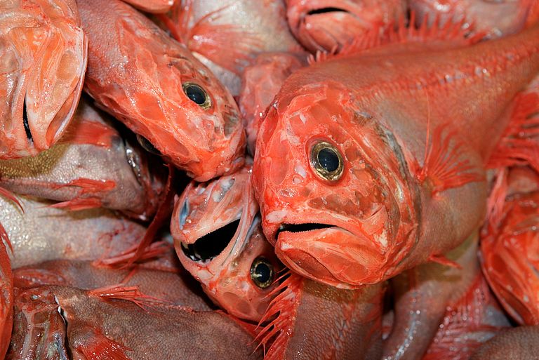 Orange roughy (deep sea perch) are among the best known deep sea species. Their stocks are overfished, and Australia and New Zealand have placed a moratorium on this type of fishery. Photo: Claire Nouvian