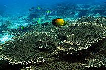Korallen und ihre symbiotischen Algen aus dem Persischen Golf sind and das Überleben bei extremen Temperaturen und hohen Salzgehalten angepasst. Foto: Grace Vaughan, SOC.