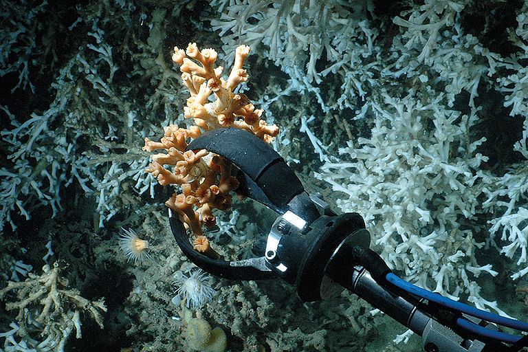 The gripping arm of the submersible JAGO is carefully saving a part of the orange variation of the cold water coral Lophelia pertusa for further investigantions. Image: JAGO-Team / GEOMAR