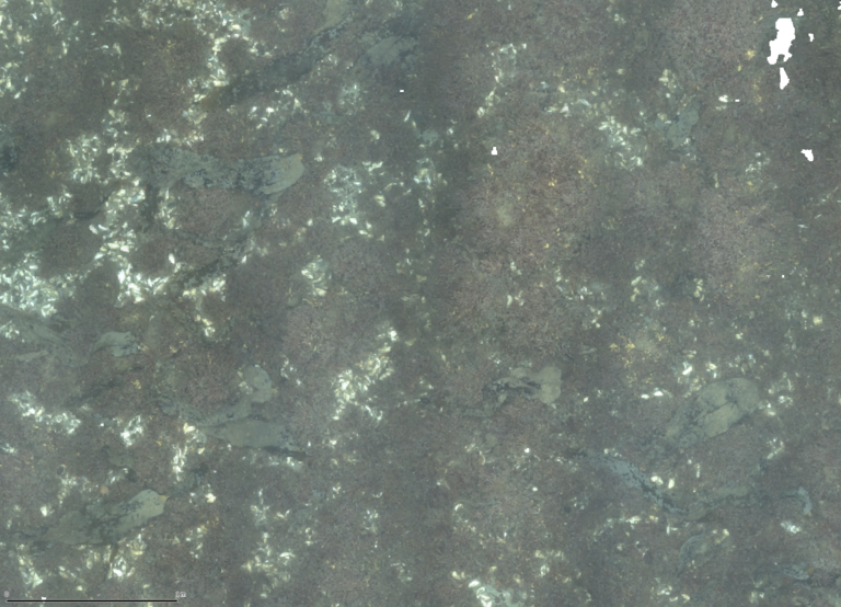 Seafloor with algae