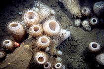Glass sponges (Hexactinellida) are mainly found in the deep sea. The glass sponge Vazella pourtalesi (colloquially "Russian hat") is found in large quantities on the continental shelf off Canada: Photo: Ellen Kenchington, DFO. The Aquatic Symbiosis project will be the first to produce genomes of glass sponges. Its microbial symbionts, on the other hand, are already well researched (Bayer, Busch et al., mSystems 2020).