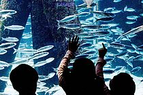 Kleine und große Fans von Unterwasserwelten kommen während der Kieler Musuemsnacht im Aquarium des IFM-GEOMAR voll auf ihre Kosten. Foto: Gulyas/Paasch, IFM-Geomar