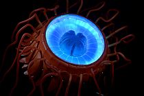 A model of the luminous deep sea jellyfish Atolla wyvillei, also called "alarm jellyfish". Model: Rolf Spitz. Photo: Senckenberg/Tränkner