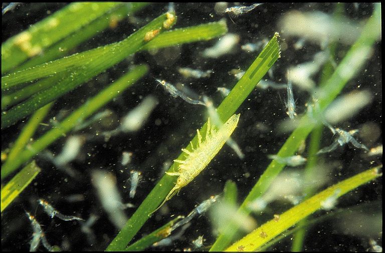 Zahlreiche Wirbellose Tiere wie Schwebgarnelen und Asseln besiedeln die Blätter des großen Seegrases. Foto: T. Reusch, GEOMAR