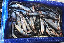 Silberne Fische liegen in einer blauen Fischkiste