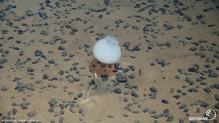 Manganese nodules at the seabed of the Pacific . Photo: ROV Kiel 6000, GEOMAR.