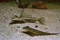 Leierfisch. Quelle: GEOMAR Aquarium / U. Waller.