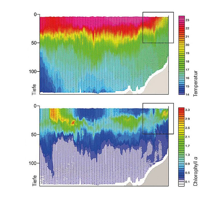 Temperatur- und Phytoplanktonverteilung von der offenenSee (links) bis zur Küste Perus (rechts). Das kalte Wasser an der Küste stellt ein typisches Auftriebssignal dar (Kasten rechts oben). Graphik: Volker Mohrholz / IOW