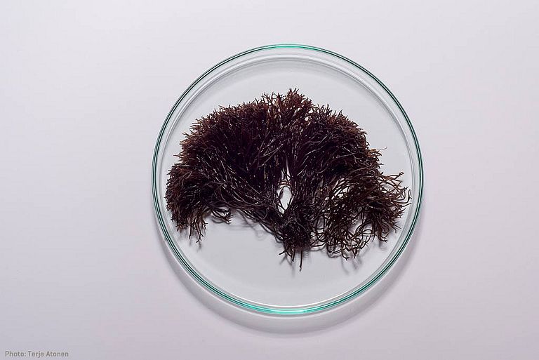 Die Alge Furcellaria lumbricalis liefert den Rohstoff für die neue estnische Kosmetikserie, die im Rahmen des ALLIANCE-Projektes zur Marktreife gelangte. Foto: Terje Atonen