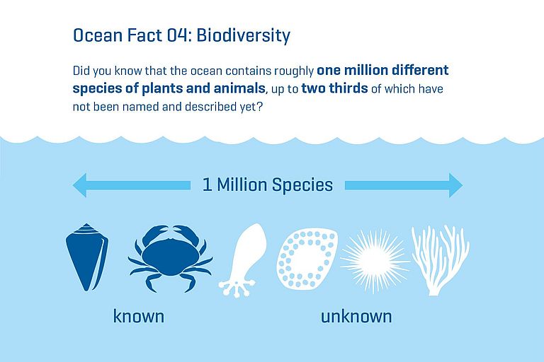 Did you know that the ocean contains roughly one million different species of plants and animals, up to two thirds of which have not been named and described yet?