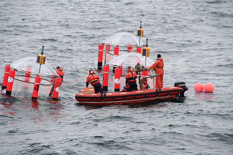 Mesokosmen in der Ostsee. Foto: Andrea Ludwig, IFM-GEOMAR