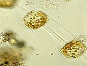 Ditylum brightwellii (diatom)